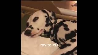 dalmata rockero [upl. by Gyimah]