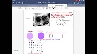 DSE BIO Key concept Ch11 part 4 點分 chromosome VS chromatid VS homologous chromosomes VS sister chrom [upl. by Jess]