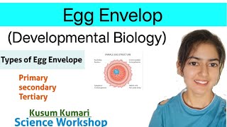 Egg Envelop and Its Types  Developmental Biology  BSc  MSc  CSIR NET  Kusum  SCIENCE WORKSHOP [upl. by Bran]