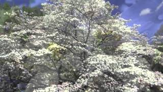 Fast Growing White Dogwood Trees [upl. by Thomsen913]