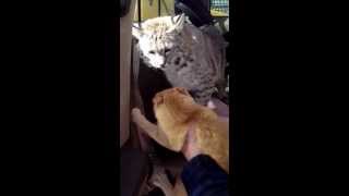 House cat doesnt like pet bobcat [upl. by Dari]