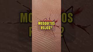 ¿Qué son estos MOSQUITOS ROJOS 🦟🩸🧬 [upl. by Guinna]