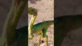 CURIOSIDADES DEL COMPSOGNATHUS  A QUIEN PODRIA GANAR [upl. by Aelsel]