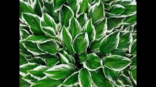 How to grow Hostas indoors [upl. by Nahc855]