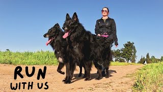 Groenendaels Running with 2 Belgian Shepherds and my husbands reasons why we shouldnt [upl. by Barnett]