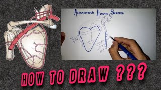 How to draw anastomosis around Scapula  Easiest way must see  VIMP [upl. by Schweitzer267]