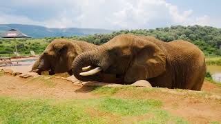 African Elephant The Gentle Giant [upl. by Picker472]