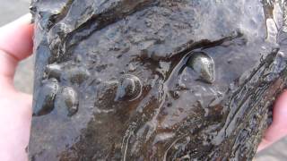 Sangsues à marée basse  Leeches at low tide [upl. by Carlyle]