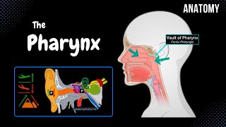 Pharynx Anatomy Parts Layers Muscles [upl. by Ebeneser951]