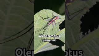 Olenecamptus siamensis insects nature forest wildlife viralvideo youtube ytshorts cambodia [upl. by Evander753]