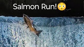 Salmon Run nature salmonrun fishing livestream [upl. by Nerrak]