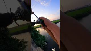 This is the most effective time for grass carp fishing carpfishing tidefishing catchfish fish [upl. by Eenat361]