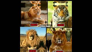 2023 liontigertigonliger vs 5000 bce liontigertigonliger viral shorts [upl. by Oruasi]