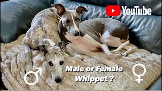 Whippet Male or Female 🤔 [upl. by Mair]