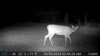 Deer Behavior During The Rut [upl. by Theta]