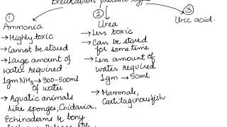 AMMONOTELISM UREOTELISM AND URICOTELISM HUMAN PHYSIOLOGY CH19 PART 2 ISCCBSE 11 [upl. by Scheld]