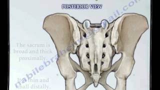 Sacrum amp Coccyx anatomy  Everything You Need To Know  Dr Nabil Ebraheim [upl. by Ulysses954]