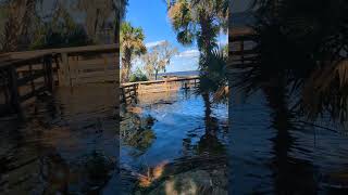 Hurricane Milton Caused Lake Jesup to Flood Overlook Park amp Pier amp Hear Red Bellied Woodpecker [upl. by Laefar]