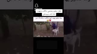 اضحكمنقلبكونسى همك طفل صغير يحتمي بالكلب ويهدد اباه انه سيدخن صغير يهدد ابوه بالكلب والله لا دخن [upl. by Ebeohp]