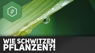 Transpiration Wie schwitzen Pflanzen [upl. by Walter]