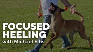 Focused Heeling with Michael Ellis I Trailer [upl. by Ginzburg]