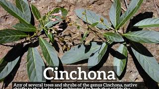 What is Cinchona  How Does Cinchona Look  How to Say Cinchona in English [upl. by Aicilif]