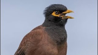 Amazing Mynah Bird Sings and Talks Incredible Vocal Talent [upl. by Annenn]