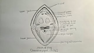 How to draw mouth of frog  buccopharyngeal cavity of frog [upl. by Acceb]