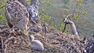 MerikotkasDad Elmar is feeding his eaglet 🥰 A long feeding ZOOM 452 am 20230514 [upl. by Lacey779]