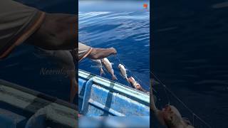 Hand Line Fishing at 300 Feet Deep for Rosy Snapper [upl. by Reisman703]