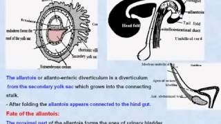 39 General Embryology Allantios [upl. by Thinia20]