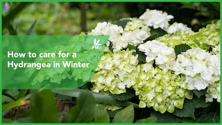 How to care for a Hydrangea in Winter [upl. by Hoes]