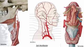 Vascularização da cabeça e pescoço  Artéria carótida externa [upl. by Nakhsa786]