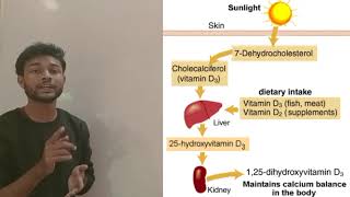 Vitamin D synthesis [upl. by Anwahsat]