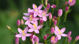 Centaurium erythraea 1mp4 [upl. by Tessler825]