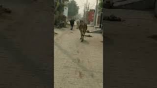 Posh cow cow shorts trending ytshorts bhojpuri song gau youtubeshorts viralshorts shots [upl. by Gnauq]