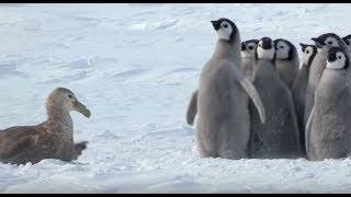 Penguin Chicks Stand Up To Giant PetrelWith The Help of a Friend [upl. by Nord728]