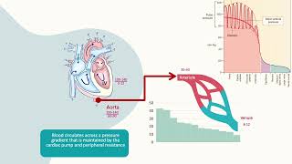 Fluid homeostasis and the Starling hypotheses [upl. by Rosenbaum74]