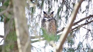 Great Horned Owl  Bergen County NJ [upl. by Oruam]