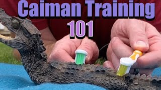 Dwarf Caiman Crocodile Training 101  Beginners should know this [upl. by Gemma360]