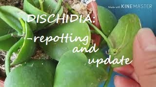 Dischidia update and repot [upl. by Scarlett]