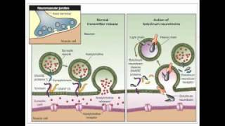 Botulinum  Tetanus Toxin Mechanism [upl. by Doownelg269]