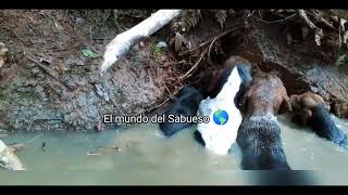 Sabueso fino colombiano trabajando la Guagua en el agua [upl. by Tenom]