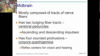 anatomy physiology chapter 11 part 2 [upl. by Berhley]