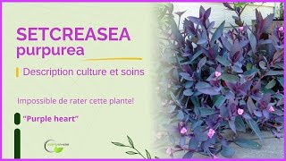 Mon cœur pourpre Setcreasea tradescantia tradescantiazebrina vegetosphere flowers garden [upl. by Drofhsa10]