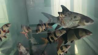 Best Arowana Fish Tank Mates My Clown loach hungry [upl. by Paxon979]