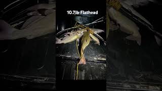 Flathead catfishing fishing [upl. by Tobi]