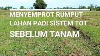 Cara Kami Membasmi Rumput Lahan Padi Tanpa Olah Tanah TOT Sebelum Tanam [upl. by Iggem614]