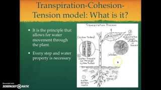 TranspirationCohesionTension Model [upl. by Aibos]