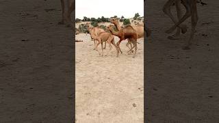 Camel ther camel desi poind dangers reaning therdesertviral [upl. by Fanchan]